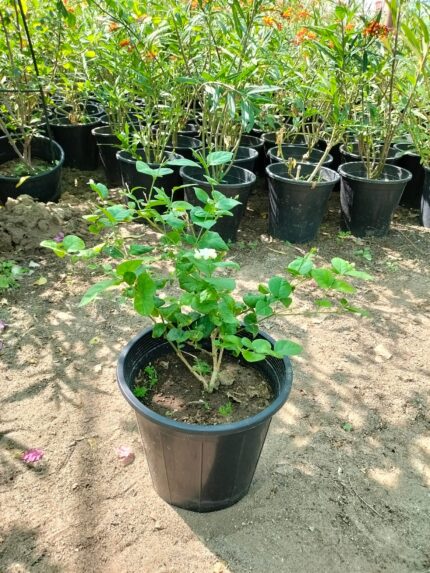 الفل المصري