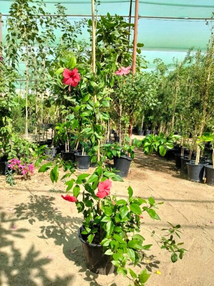 الهبسكس - وردة الجمال